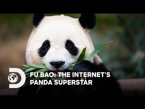 Fu Bao: The Internet's Panda Superstar | IP PLAN 2025 | Discovery Channel Southeast Asia