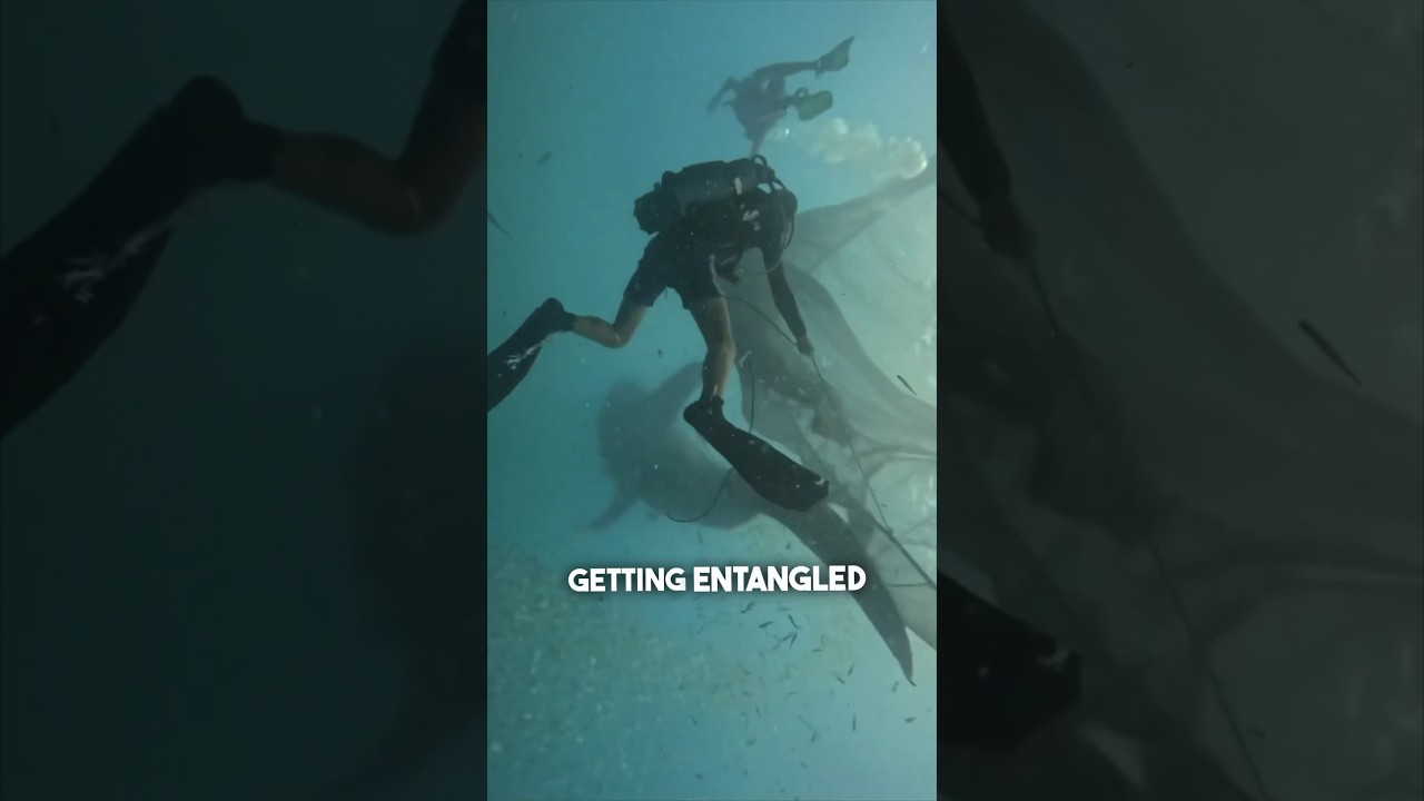 These scuba divers saved 5 massive whale sharks 😱