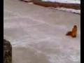 Evil Squirrel Attack