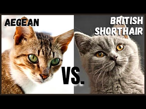 Aegean Cat VS. British Shorthair Cat