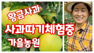 사과따기체험 황금사과 가을농원