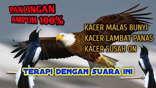 Download lagu suara elang || Kacer susah on? kacer malas bunyi? lambat panas? coba pake suara ini mp3