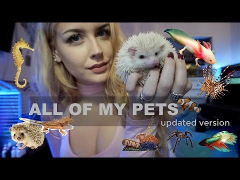 download lagu mp3 mp4 How Many Animals, download lagu How Many Animals gratis, unduh video klip How Many Animals