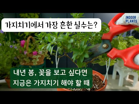 [4K] What are the most common mistakes in pruning?