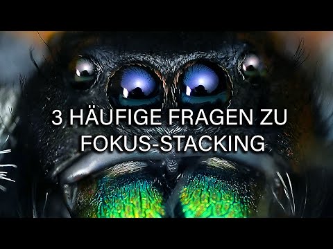Die 3 HÄUFIGSTEN FRAGEN 🐝 über Makro Fokus-Stacking