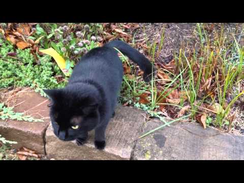 A Very Talkative Friendly Black Cat