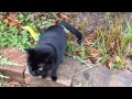 A Very Talkative Friendly Black Cat
