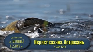 Ловля сазана весной астрахань снасти и приманки