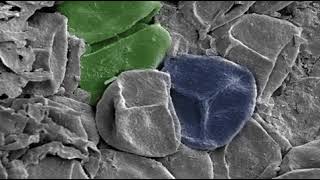 Evolutionary history of plants | Wikipedia audio article