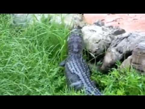 download lagu mp3 mp4 Alligators On Disney World Property, download lagu Alligators On Disney World Property gratis, unduh video klip Alligators On Disney World Property