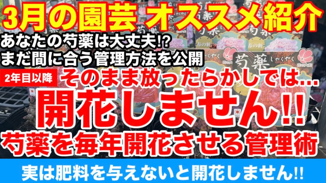 【3月の園芸】その芍薬、放ったらかしでは開花しません‼︎まだ間に合う管理方法を公開‼︎Ver603【カーメン君】【チューリップ】【球根】【宿根】