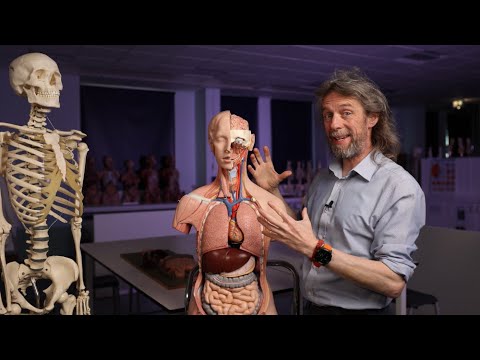 What are mucous membranes or mucosa? (Anatomy)