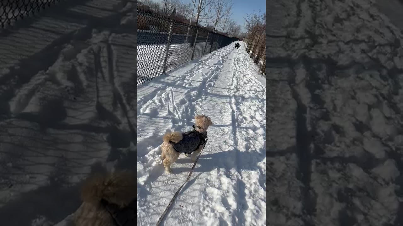 Enlarge Mr. Happy Oliver (Tics), a Adoptable mixed breed in Vaudreuil-Dorion, QC video 6/6