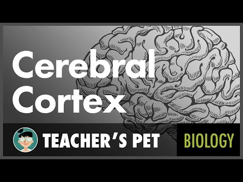 Cerebral Cortex