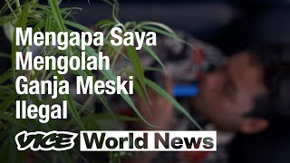 Download lagu Problematika Legalisasi Ganja di Thailand mp3 Download lagu Problematika Legalisasi Ganja di Thailand mp3