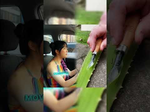 #cute #kpopfunny #korea #funny #kpopdemonhunters