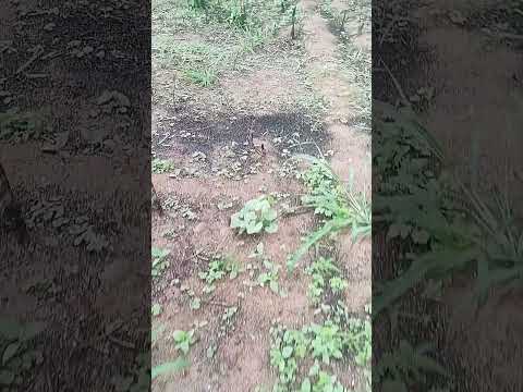 #shorts . Cachoeira do mato Bahia Olha como está ficando essa plantação pessoal