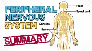 THE PERIPHERAL NERVOUS SYSTEM - RAPID SUMMARY - HIGH YIELD REVIEW