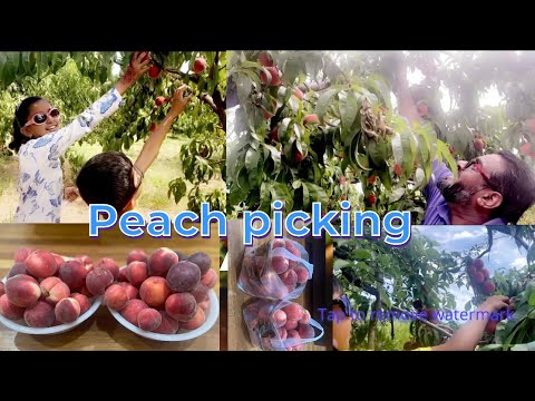 Peach picking | @skfamily
