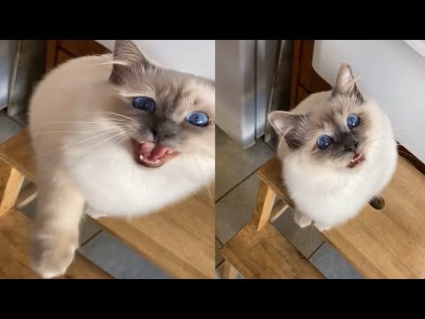 BEST VIDEO OF BIRMAN CATS