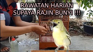 Download lagu DAILY TREATMENT of sirtu/cipoh birds so diligent sound! mp3