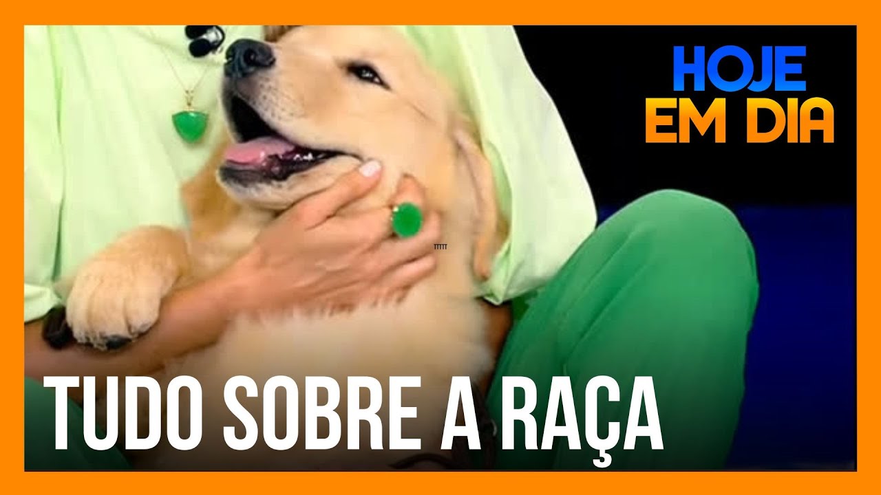 Saiba tudo a raça de cachorros golden retriever