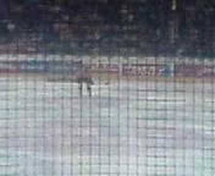 Vienna Capitals VS. HK Acroni Jesenice 01.02.2008 Penalty