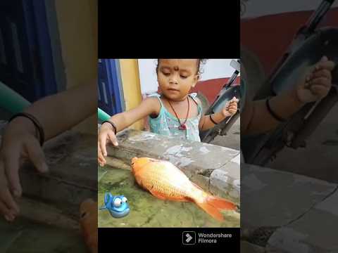 snake head // स्नेक हेड /  मुरॅल MURREL FISH /  SIND DANIO / सिंद   #short #murrel #viral #fishing