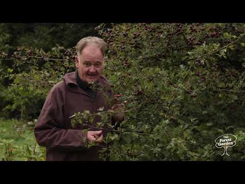 Medicinal Benefits of Hawthorn in The Forest Garden