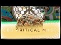 Strain Review - CM - CBD Critical Mass - MMJ Total Health Care