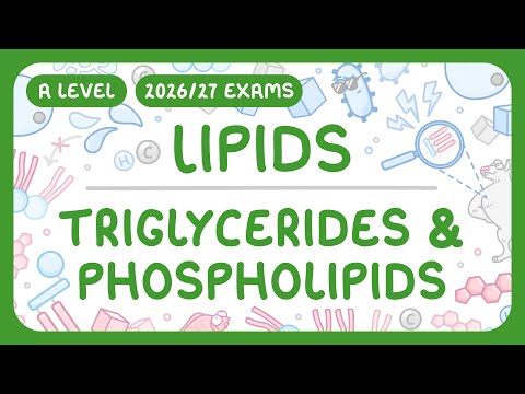 A-Level Biology - Lipids: Triglycerides & Phospholipids | Cholesterol (2026/27 exams)