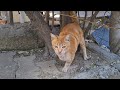 Cute Orange Mommy Cat Was So Hungry So She Came Running To My Side