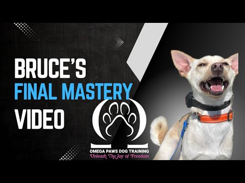 Omega Paws Dog Training video.