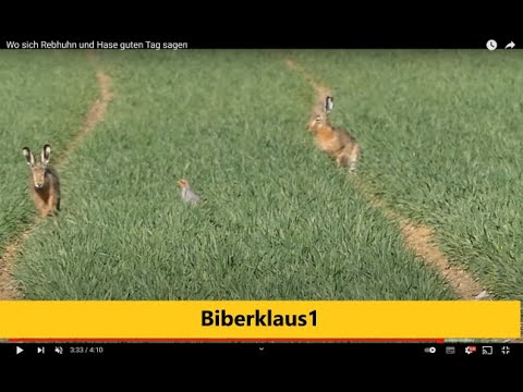 Wo sich Rebhuhn und Hase guten Tag sagen.