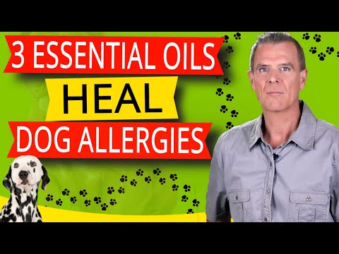 Essential Oils To Treat Dog Allergies (Dogs Itchy Skin, Ear Infection and Inflammation - Recipes)