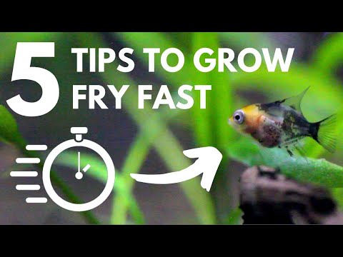5 Tips to Grow Fry Faster (Increase Growth Quickly)
