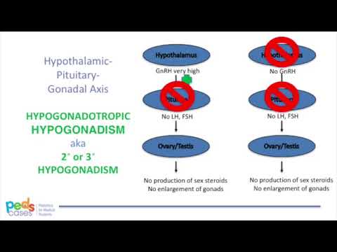 Puberty and Pubertal Disorders – Part 3  Delayed Puberty