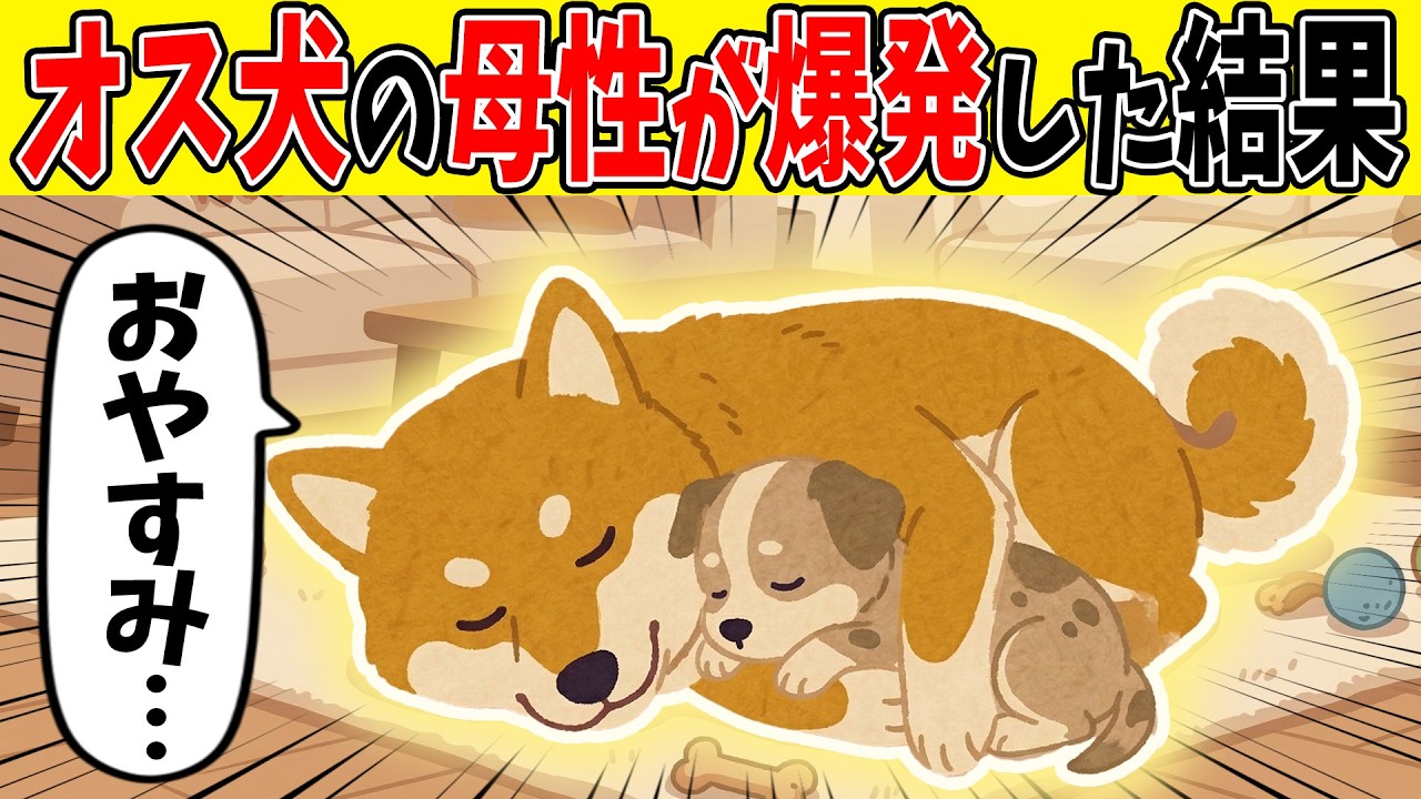 【奇跡】オス犬「飲む？」弱った子犬をみた愛犬の母性が爆発してまさかの行動に！？【ほのぼの】