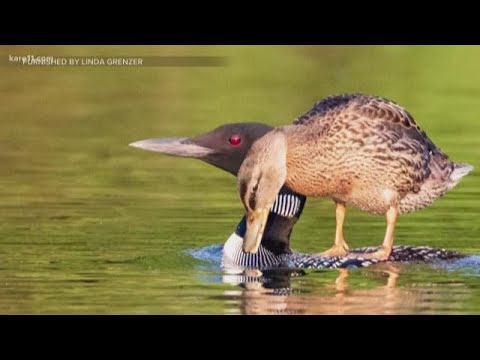 , title : 'Putting rivalry aside, loon pair adopts duckling'