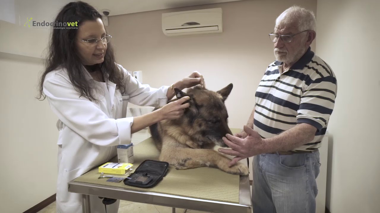 #Caninsulin: Como medir a glicemia de cães com diabetes