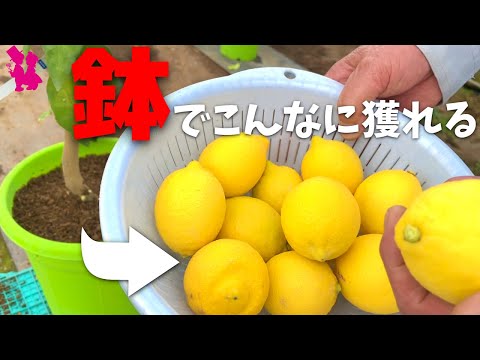 園芸 マイヤーレモンの木