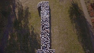 KASALLA - MER SIN EINS (et offizielle Video)