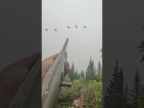 First UK Review. The All New Browning Maxus II SC by Eastfield Gunroom