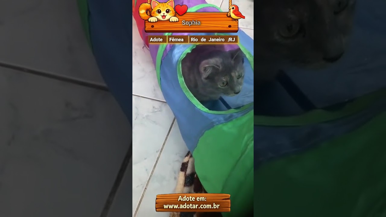 Gato raça SRD-ViraLata idade 2 anos nome Sophia