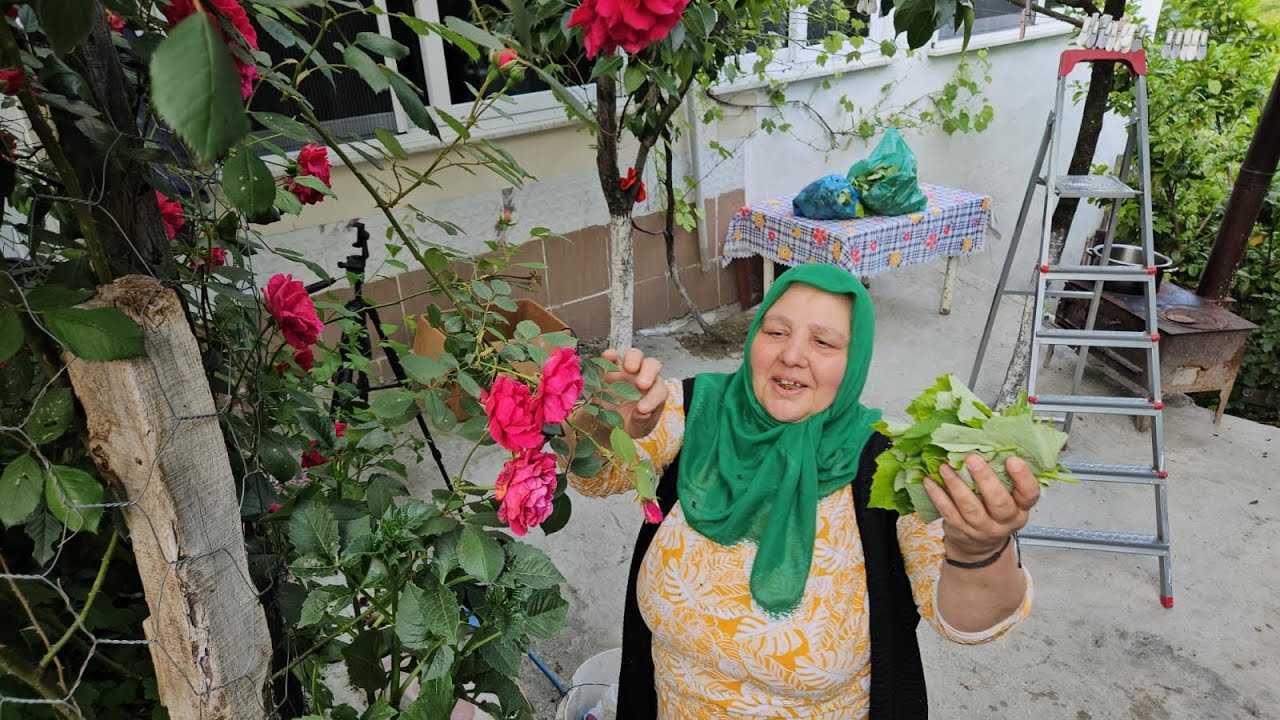 ‼️ASMA YAPRAĞININ TOPLAMASI PÜF NOKTASI HAFTADA BİR TOPLUYORUZ‼️