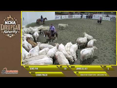 Ncha of Italy Futurity Open Champion