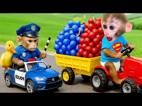 Affe Bonbon hat sich verirrt und ist im Zoo, wo er nicht mehr weiß, was echt ist - HT Tierwelt