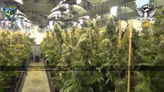 TH Seeds Promotion - The Attitude Seedbank