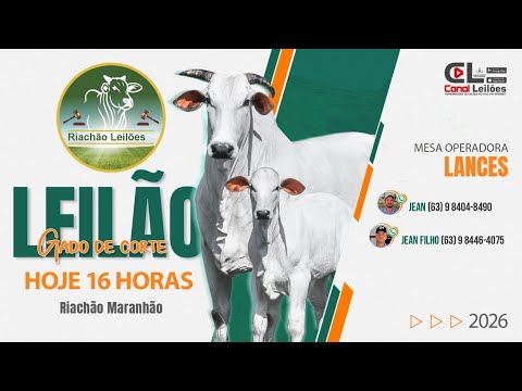 LEILÃO GADO DE CORTE RIACHÃO LEILÕES |  RIACHÃO MA