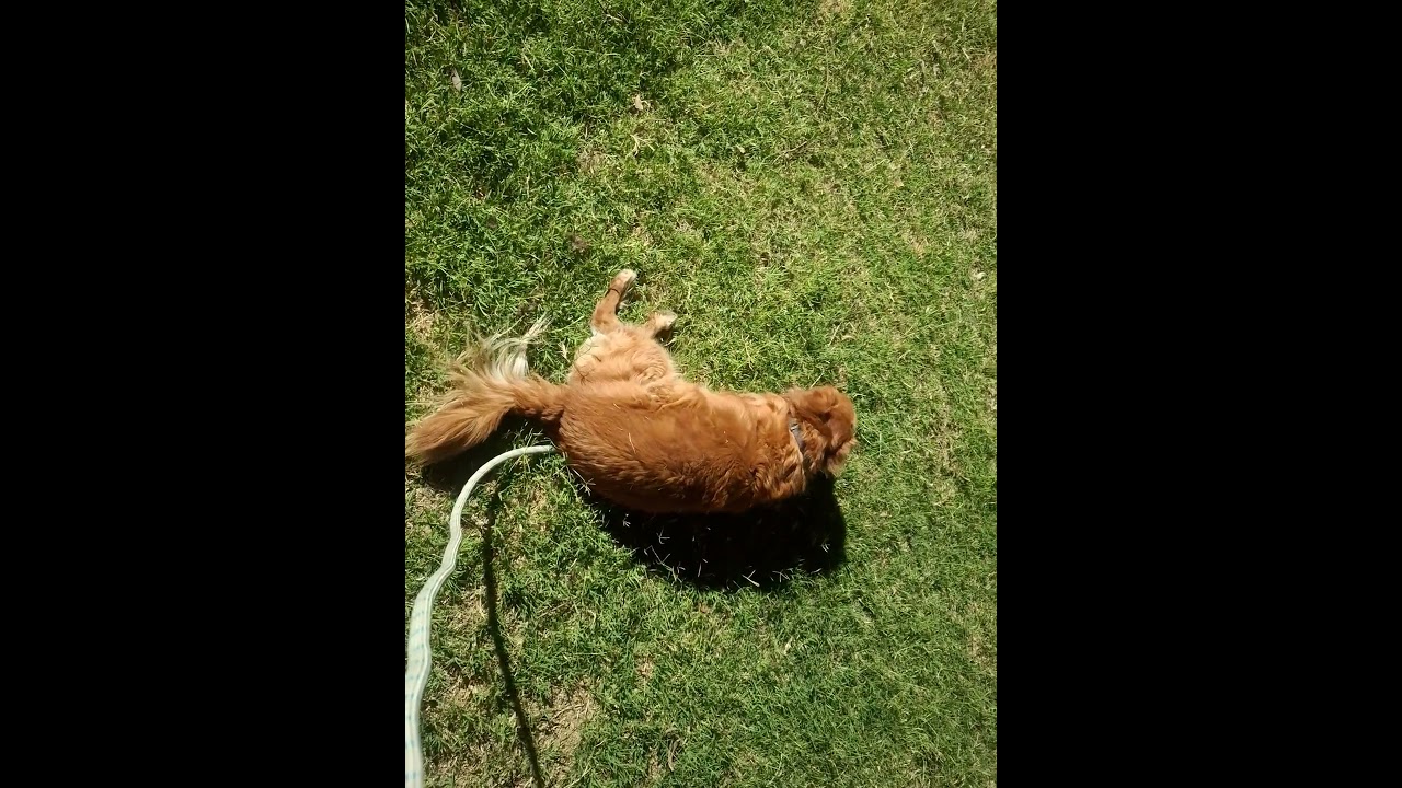 Enlarge Chilaquil, a Adoptable mixed breed in Mexicali, BCN video 6/6